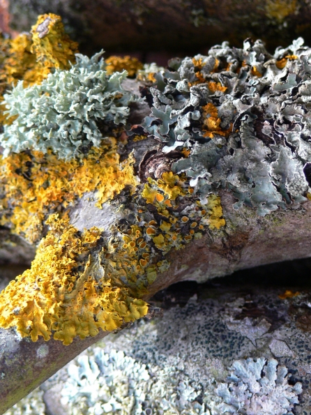 Abstract Lichens
